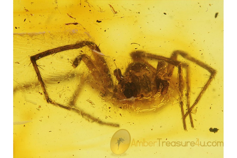 ZOROPSIDAE False Wolf SPIDER in BALTIC AMBER 437