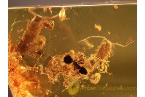 ZYGENTOMA 2 SILVERFISHES + ANTS & APHIDS in BALTIC AMBER 895