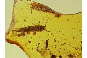 ZYGENTOMA 3 SILVERFISHES & Stone CENTIPEDE in BALTIC AMBER 102