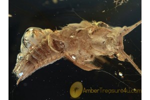 ZYGENTOMA Great SILVERFISH in BALTIC AMBER 1062