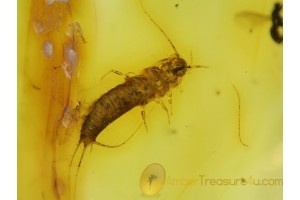 ZYGENTOMA SILVERFISH in Genuine BALTIC AMBER 111