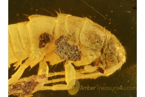 ZYGENTOMA SILVERFISH in Genuine BALTIC AMBER 604