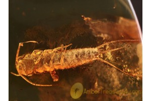 ZYGENTOMA SILVERFISH in Genuine BALTIC AMBER 921