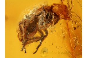 Agroecomyrmecinae Nice Rare ANT in Huge BALTIC AMBER 718