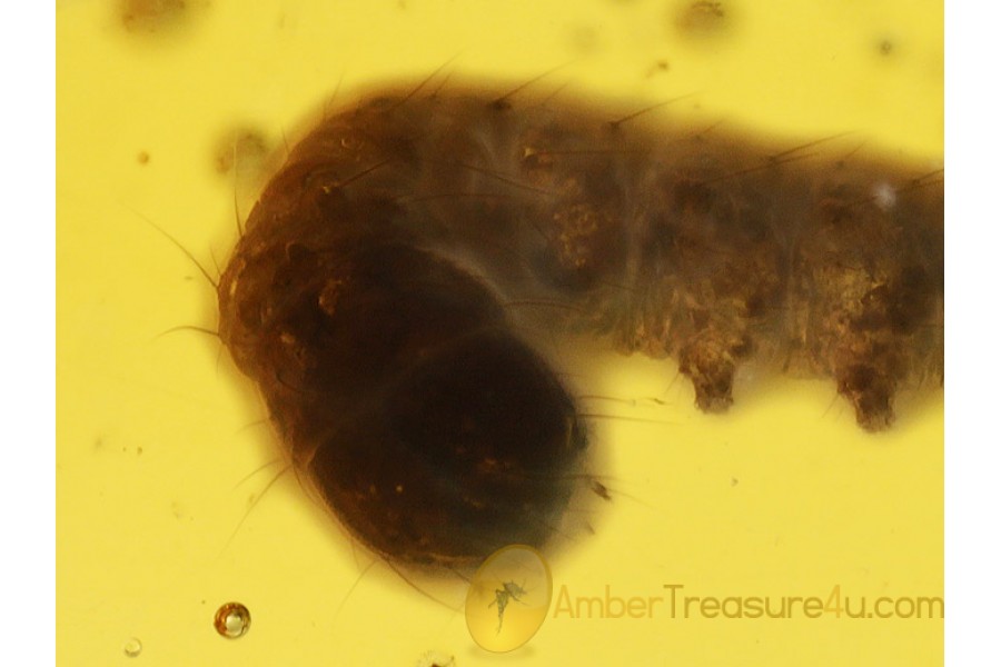 CATERPILLAR Moth LEPIDOPTERA Larvae in BALTIC AMBER 638