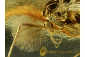 CHIRONOMIDAE Superb TRUE MIDGE in BALTIC AMBER 590