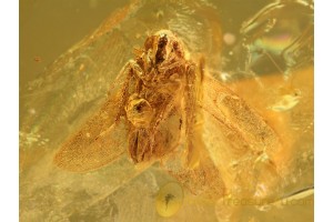 CICADELLIDAE Spread Wings LEAFHOPPER in BALTIC AMBER 774