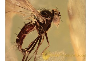 DOLICHOPODIDAE Wheelerenomyia Great FLY in BALTIC AMBER 1208