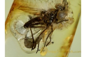 DOLICHOPODID FLY w ENLARGED EYES in BALTIC AMBER 532