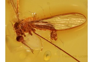 Great Looking LIMONIID CRANE FLY in BALTIC AMBER 856