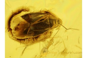 Great PLANT BUG Miridae Genuine in BALTIC AMBER 221