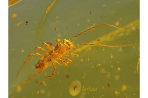 HOUSE CENTIPEDE SCUTIGERID in Genuine BALTIC AMBER