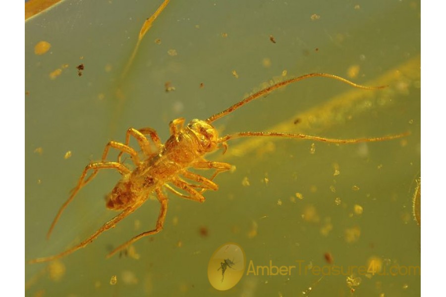 HOUSE CENTIPEDE SCUTIGERID in Genuine BALTIC AMBER