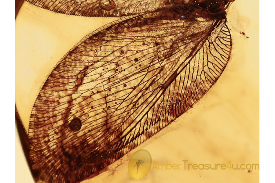 LACEWING Wings Inclusion in BALTIC AMBER 1064