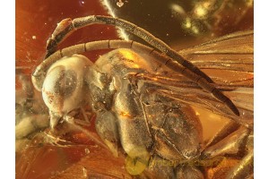 Large SPIDER WASP POMPILIDAE in BALTIC AMBER 716