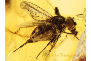 PALLOPTERIDAE Flutter-wing Fly  Inclusion in BALTIC AMBER 689