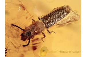 PROSTOMIDAE JUGULAR-HORNED BEETLE in BALTIC AMBER 1193