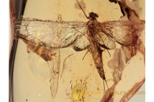 Spread Wings MAYFLY Ephemeroptera in BALTIC AMBER 1178