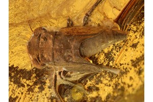 Superb Unusual CICADA Nymph in BALTIC AMBER 731