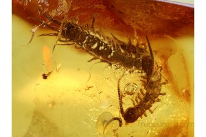 Unique CENTIPEDES in ACTION ! FIGHTING in BALTIC AMBER 479