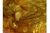 PARASITIC MITES on TIPULIDAE CRANE FLY in BALTIC AMBER 538