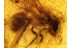 Great Honey Bee APIDAE in BALTIC AMBER 498