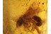 Great Honey Bee APIDAE in BALTIC AMBER 498