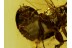 UNIQUE 100% MATING PHORIDS Phoridae BALTIC AMBER 537