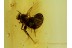 UNIQUE 100% MATING PHORIDS Phoridae BALTIC AMBER 537