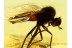 Superb EMPIDIDAE DAGGER FLY Inclusion in BALTIC AMBER 520