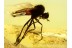 Superb EMPIDIDAE DAGGER FLY Inclusion in BALTIC AMBER 520