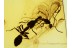 Probably Fighting ANTS Inclusion in BALTIC AMBER 534
