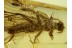 Plecoptera Great Looking STONEFLY in BALTIC AMBER 521