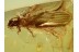 Plecoptera Great Looking STONEFLY in BALTIC AMBER 521