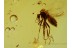 CERATOPOGONIDAE Perfect Looking BITING MIDGE in BALTIC AMBER 531