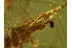 100% FRASSING Giant BRISTLETAIL in BALTIC AMBER 522