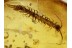 DYSDERID Woodlouse hunter & CENTIPEDE LITHOBIID in BALTIC AMBER