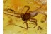 DYSDERID Woodlouse hunter & CENTIPEDE LITHOBIID in BALTIC AMBER