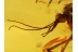 TANYDERIDAE Primitive Crane Fly in BALTIC AMBER 625