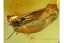 Superb Large Fulgoroidea PLANTHOPPER in BALTIC AMBER 512