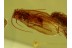 3 Great CADDISFLIES Trichoptera GREEN EYED in BALTIC AMBER 514