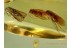 3 Great CADDISFLIES Trichoptera GREEN EYED in BALTIC AMBER 514