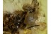 DOLICHOPODID FLY w ENLARGED EYES in BALTIC AMBER 532