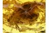 SEED BEETLE w SERRATE ANTENNAE & Large Femur in BALTIC AMBER 526