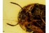 LEIODIDAE Round Fungus BEETLE in BALTIC AMBER 528