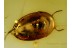 LEIODIDAE Round Fungus BEETLE in BALTIC AMBER 528