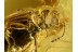 Latridiidae Corticariidae BEETLE in BALTIC AMBER 529