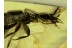 Great STAPHYLINIDAE ROVE BEETLE in BALTIC AMBER 530