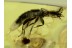 Great STAPHYLINIDAE ROVE BEETLE in BALTIC AMBER 530