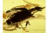 CARABIDAE LEBIINI Ground Beetle in BALTIC AMBER 588